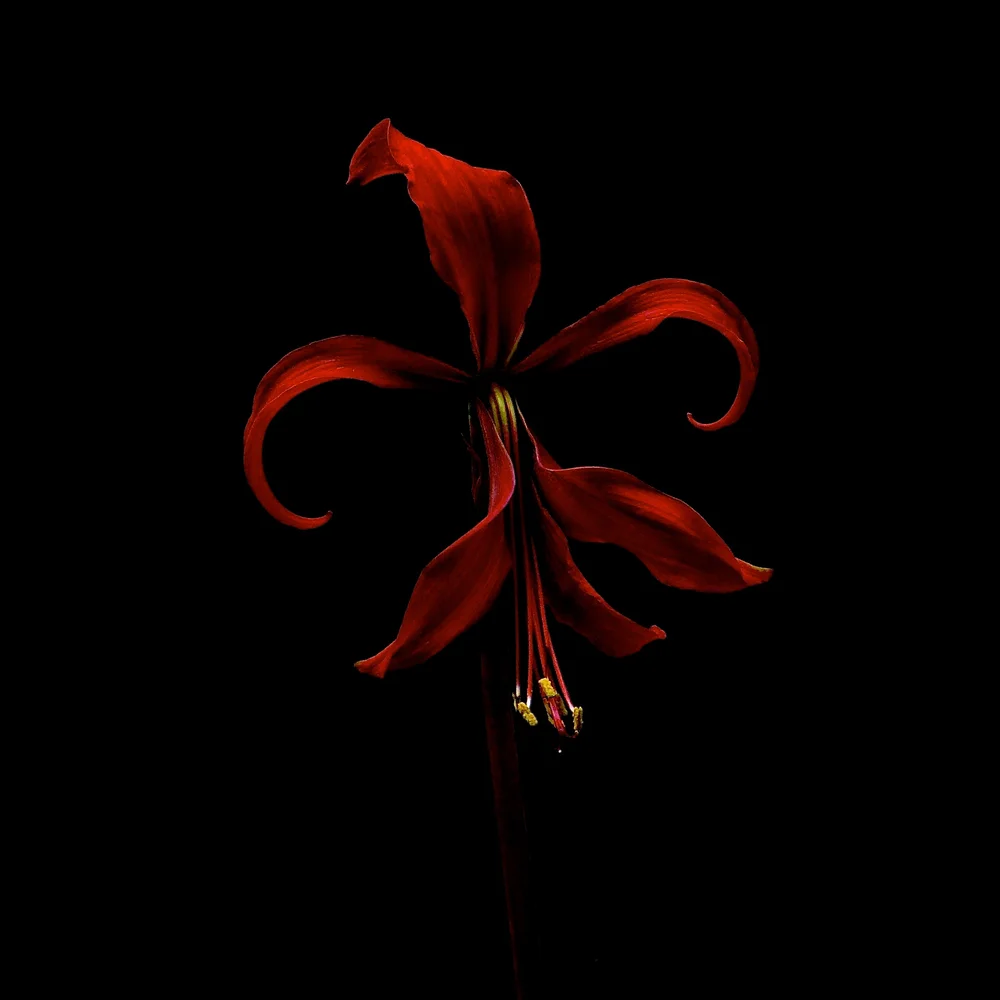 De color fuego — Mis adarmes