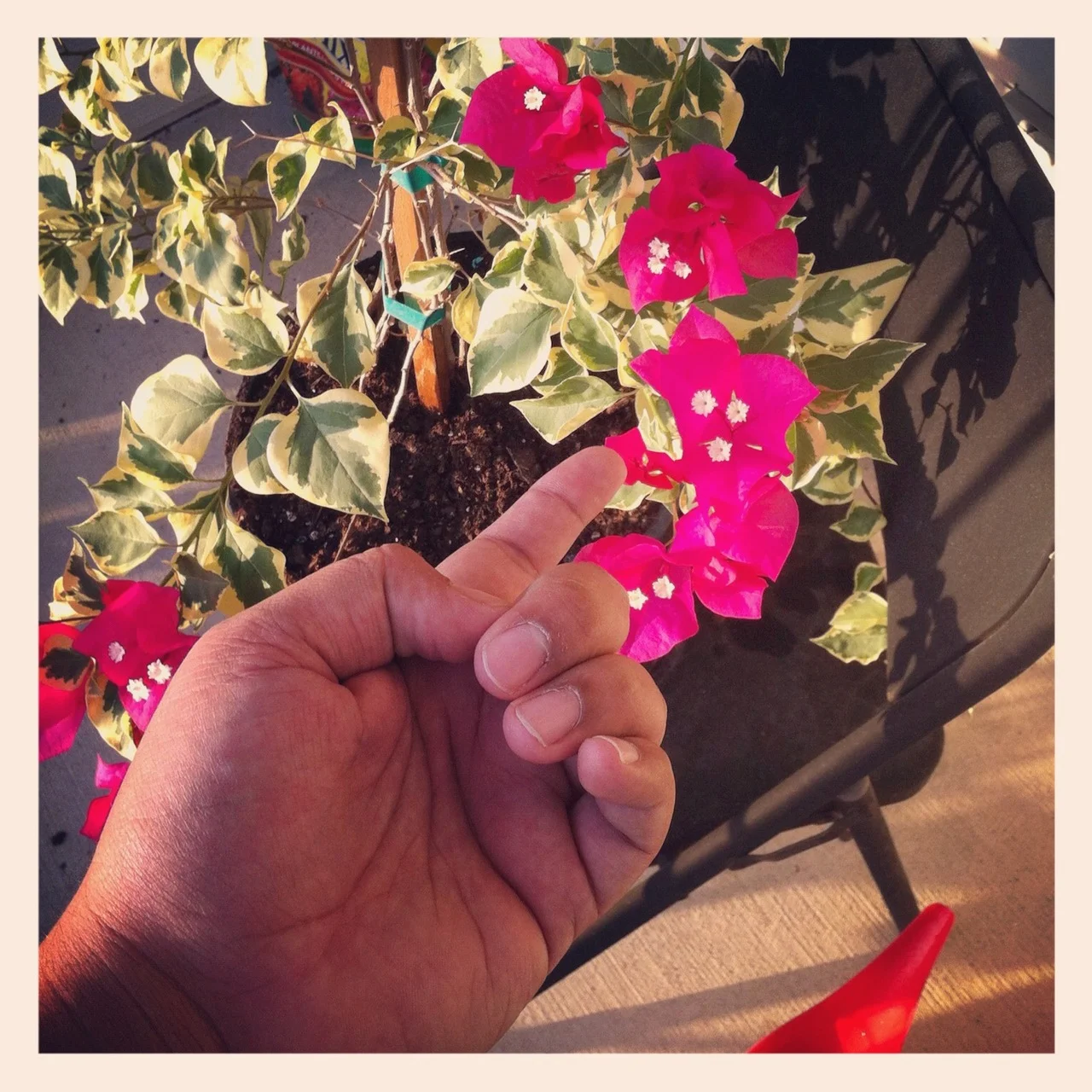One of the nice things about raising a plant, is being surprised by the changes that occur with it ever 4 or 5 days.   For example, these little white flowers (i don’t know what they are) bloomed between waterings.
I thought the plant was done…