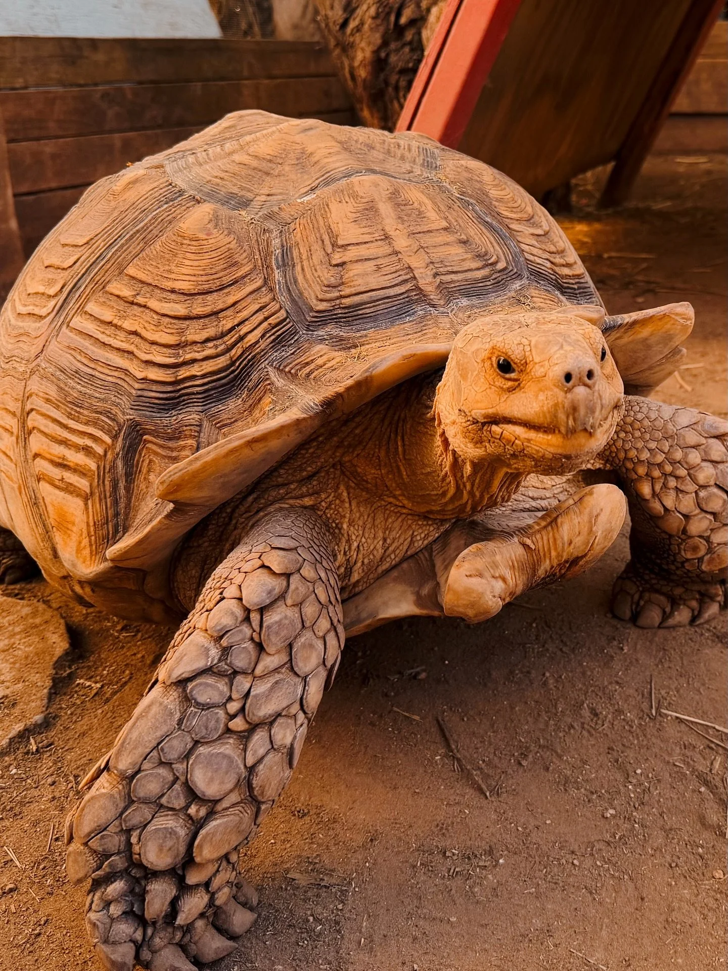 This is &ldquo;Turbo&rdquo;, he&rsquo;s a tortoise 🐢 and incredibly friendly.  I&rsquo;ve never been that close to a tortoise before, so we kinda looked blankly 😐 at one another for a long while.  A sign by its enclosure said he could be fed lettuc