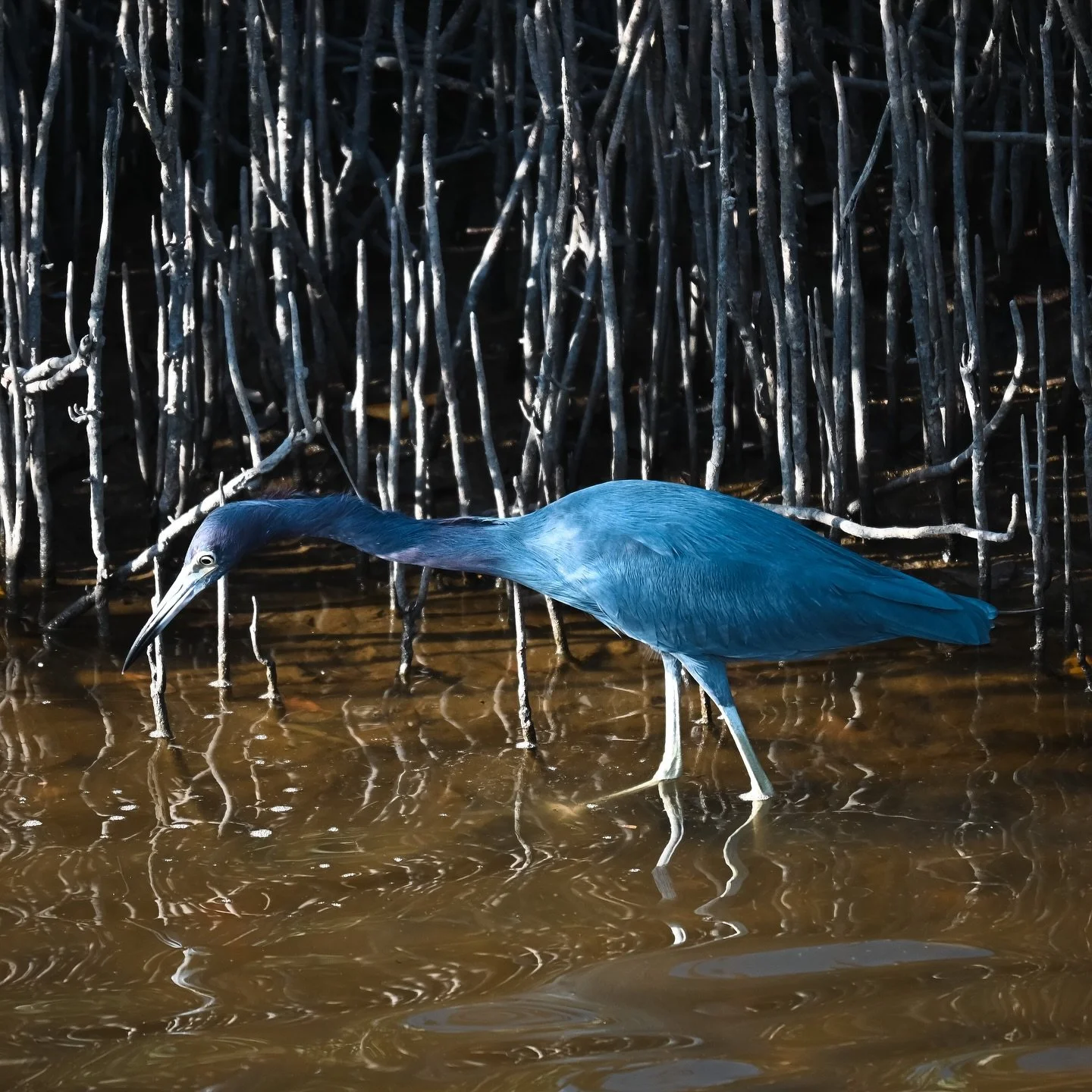 Little Blue Heron