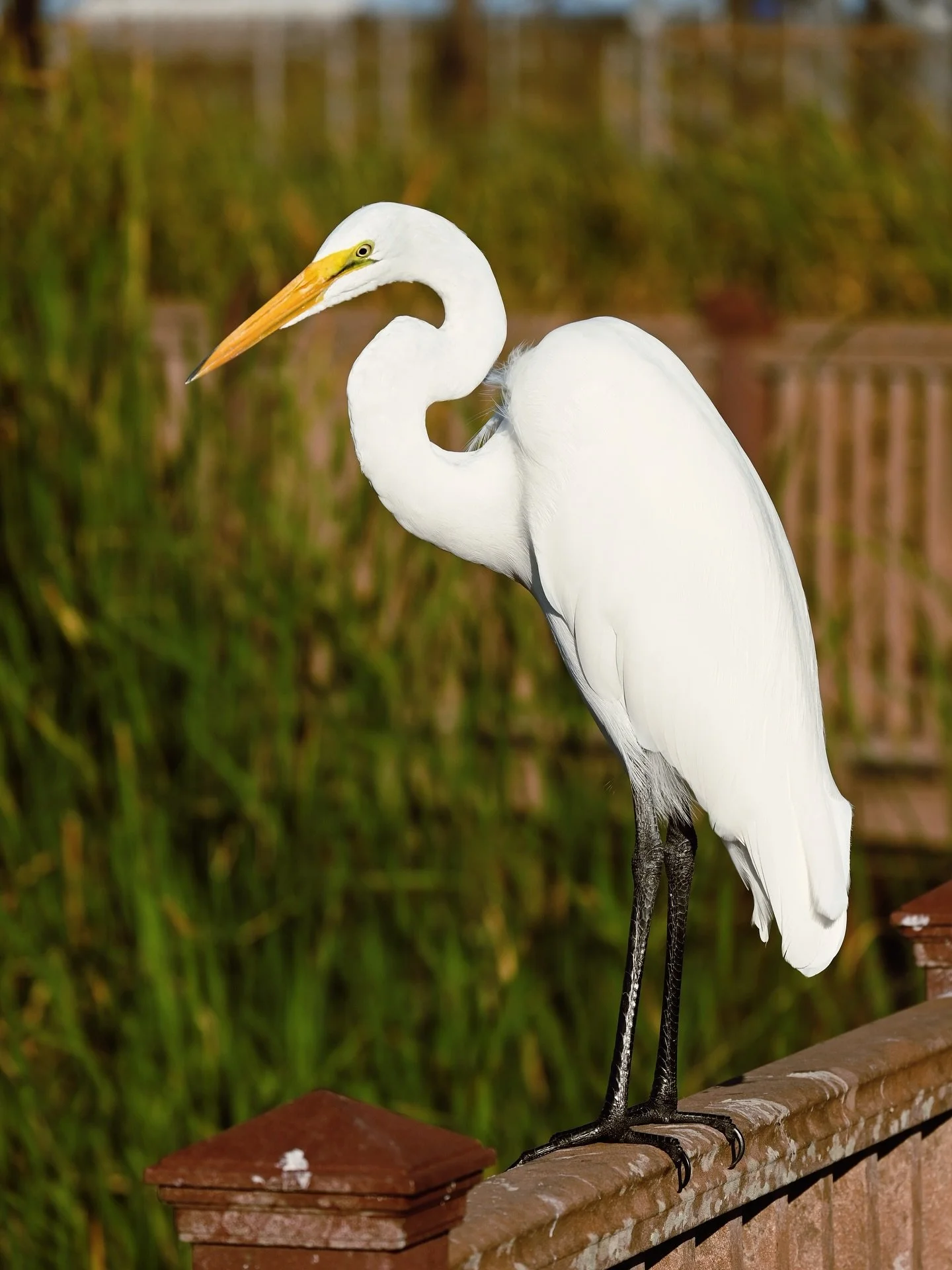 The Great Egret, an absolute triumph of natural design. 

I studied and shared an afternoon with this Dino descendent for about half an hour.  I couldn&rsquo;t get over the blinding whiteness of its feathers and how Mother Nature blessed it with such