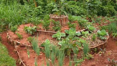 Pictured: John & Viviennes Keyhole Garden in Rwanda. Image credit: Ric Rawlins for Send a Cow.