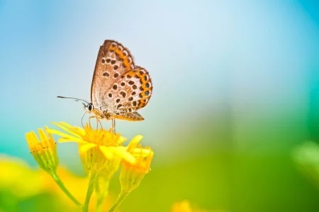 Butterfly.jpg