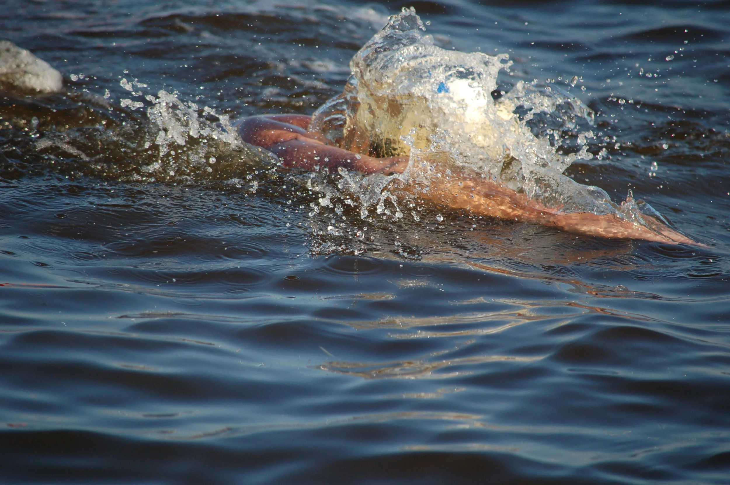 SAC 2014 (763).jpg