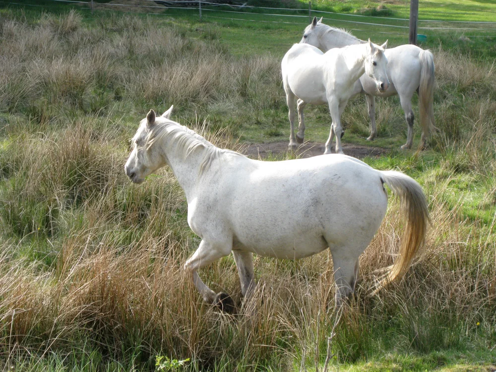 Horses milling about on Orust Island, Sweden