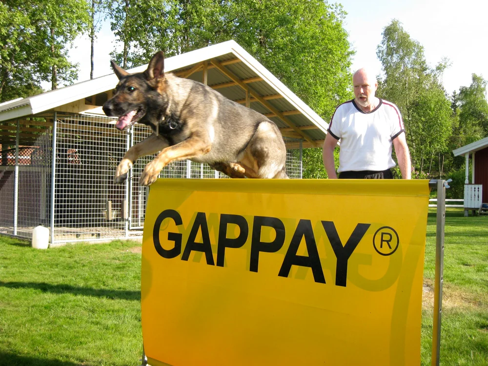 Per puts one of his German Shepherds through its paces.