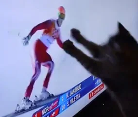 Mister Jimmy the Cat? HUGE Olympic skiing fan