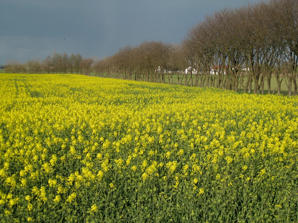 A beautiful day in Skåne