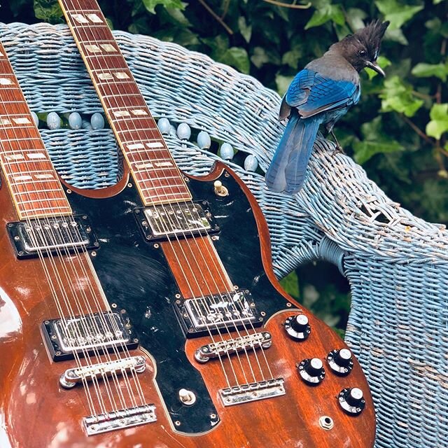 This is the Pacific NW - we put birds on everything.
.
#vintageguitars #gibsoneds1275 #doubleneckguitar #seattlebirds #stellarsjay #thehighgainpodcast