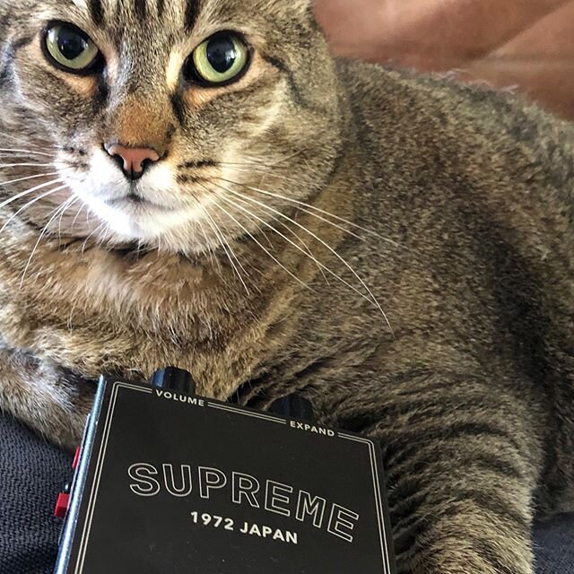 New pedal day for Mr. Jimmy the cat! The new JHS fuzzes are out, and he hasn&rsquo;t shut up about them, so I broke down and got him the Supreme.
.
#newpedalday #tabbycatsofinstagram #effectspedals #fuzzpedal #thehighgainpodcast