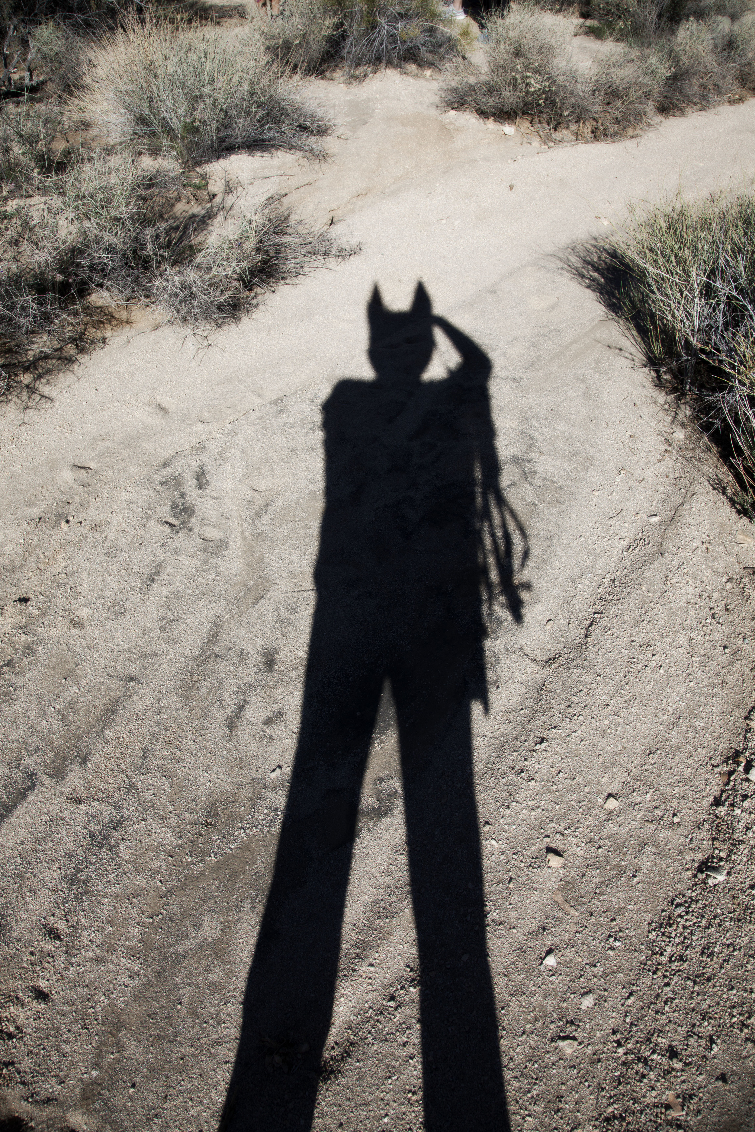 me fox shadow.jpg
