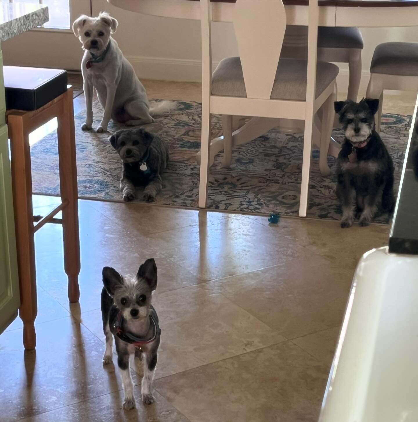 Always watching me&hellip;and wondering if I&rsquo;ll be giving them a treat. Answer- I did! 

#dogmom #dogmomlife #dogsofinstagram #doglover #doglove #furbabies #PennyFrisket #MyMartyArty #DaisyGinger #LittleBella