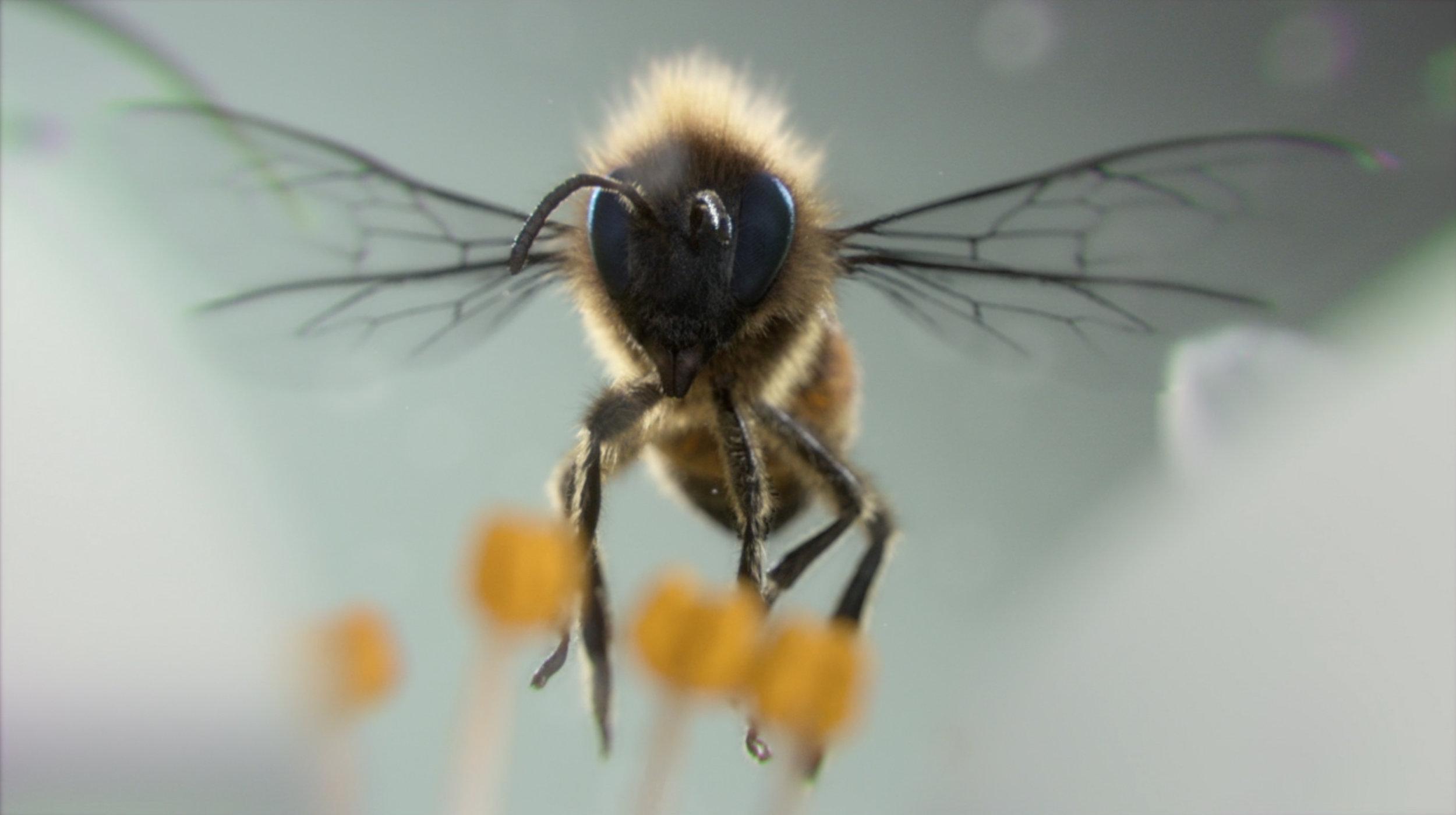 bee02.jpg