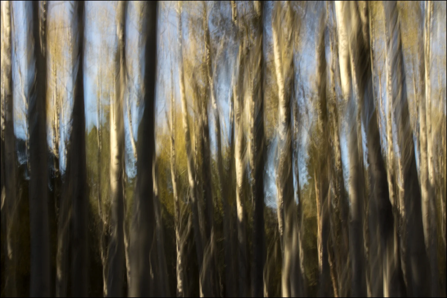 Forest Dreams 0659