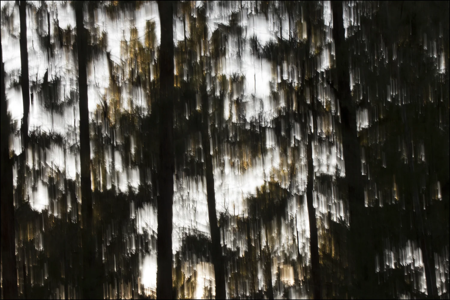 Forest Dreams 1064