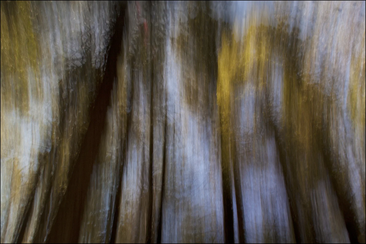 Forest Dreams 7021