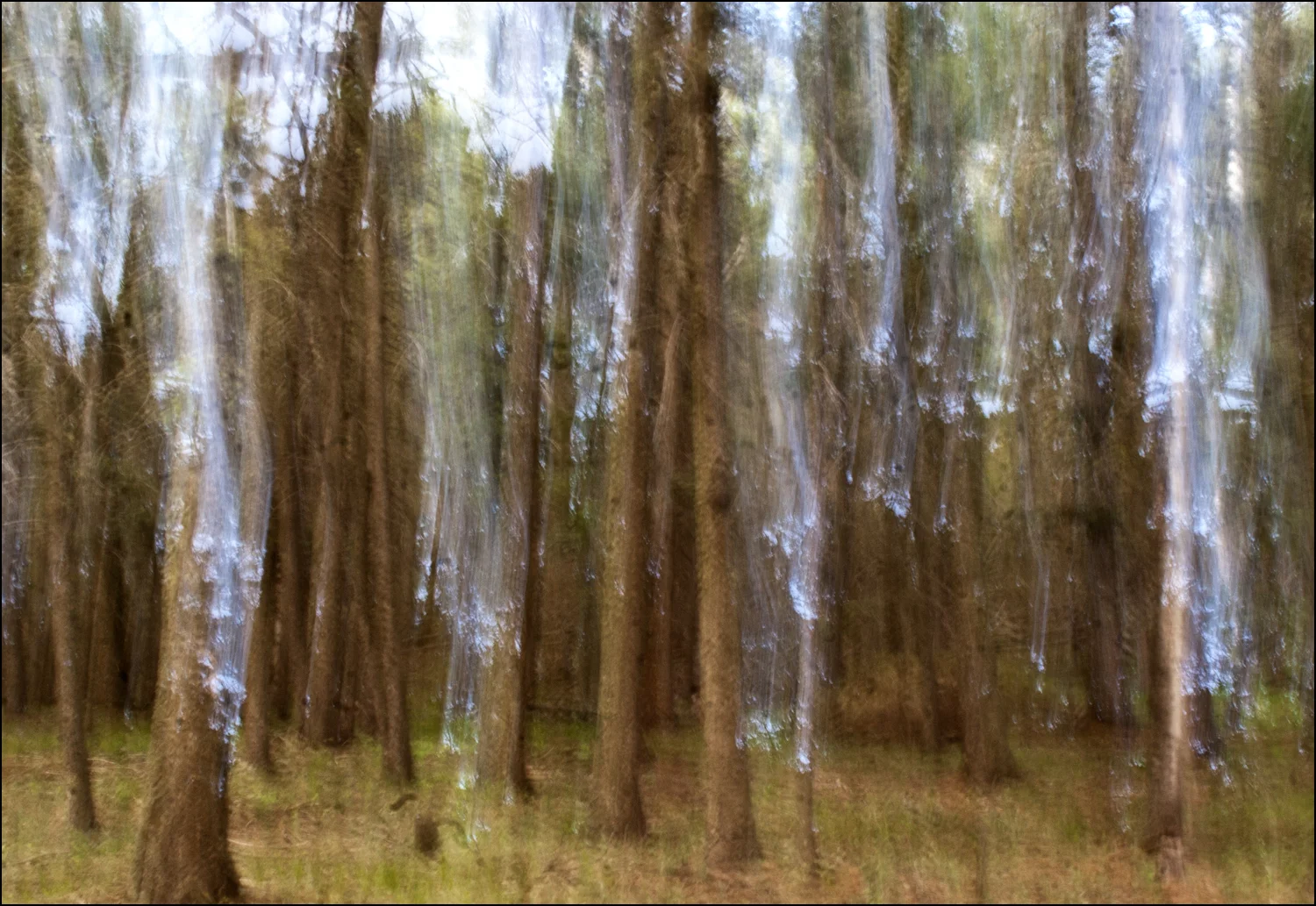 Forest Dreams 7216
