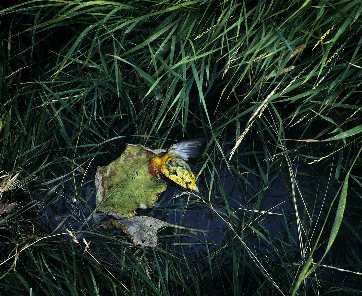 Western Tanager, 32" X 40", archival pigment print on shiramine paper, 2007
