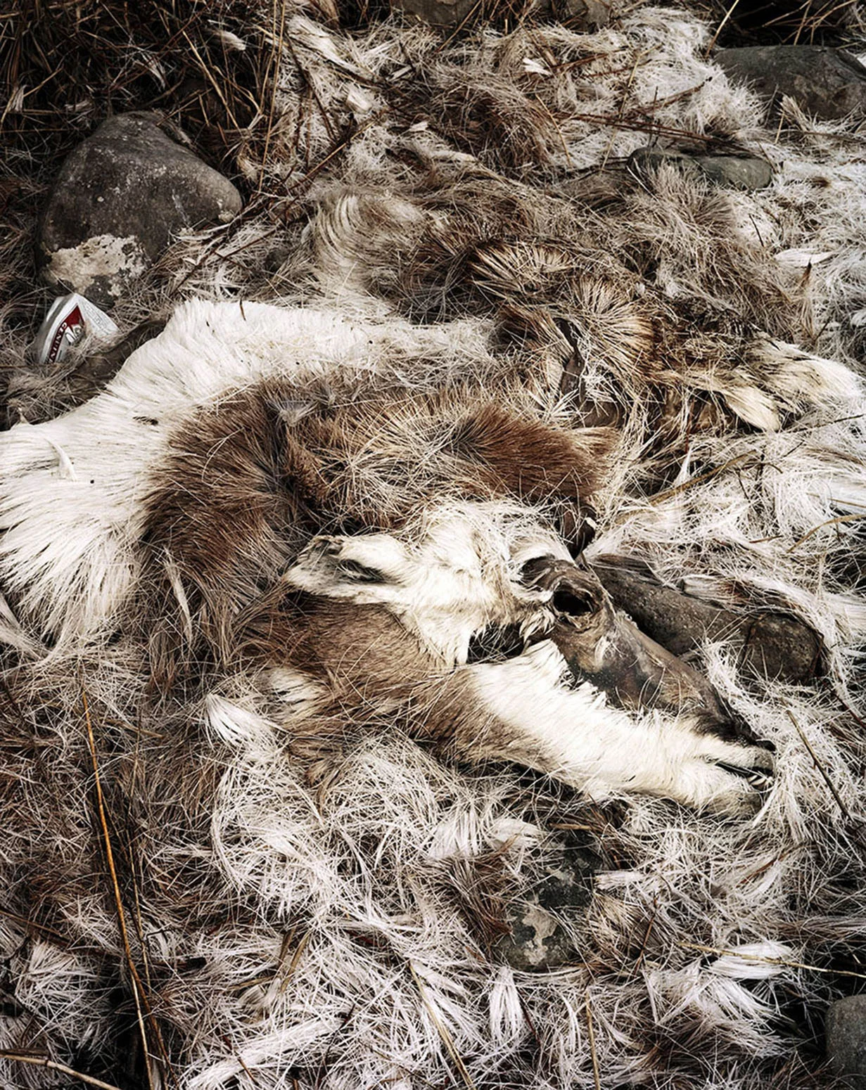 Lower Woodchuck Road Still-Life, 40" X 32", archival pigment print on photo-rag, 2009