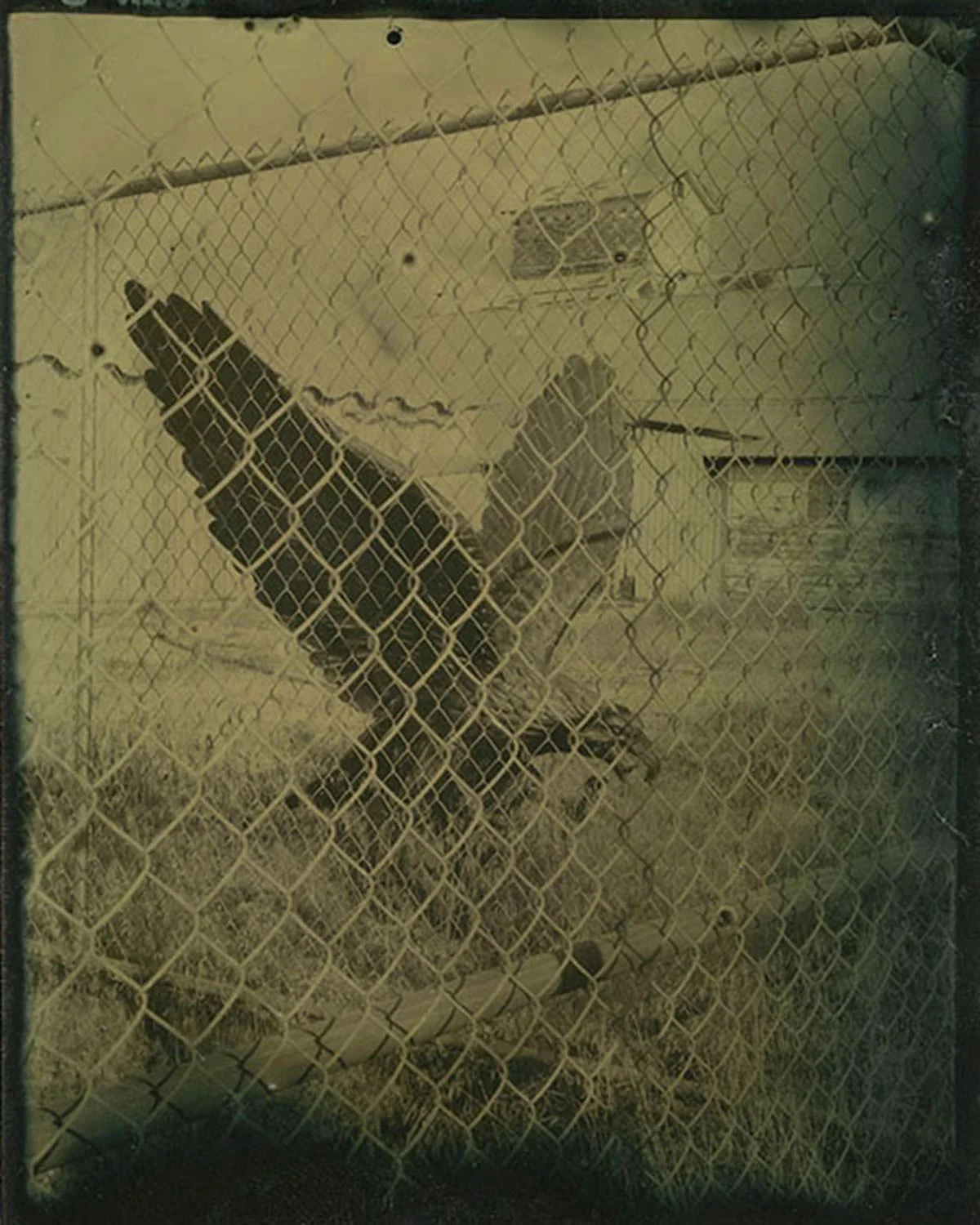 Raptor and Chain-Link Fence, 5" X 4", modern tin-type, 2010