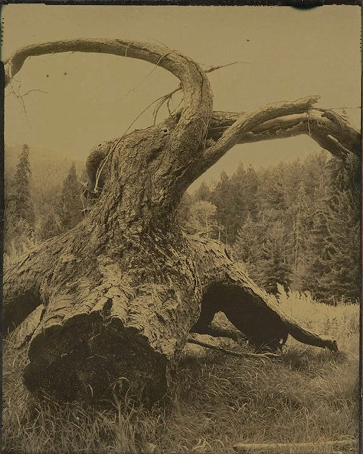 Property Boundary, North Fork Burnt Creek, 5" X 4", modern tin-type, 2010