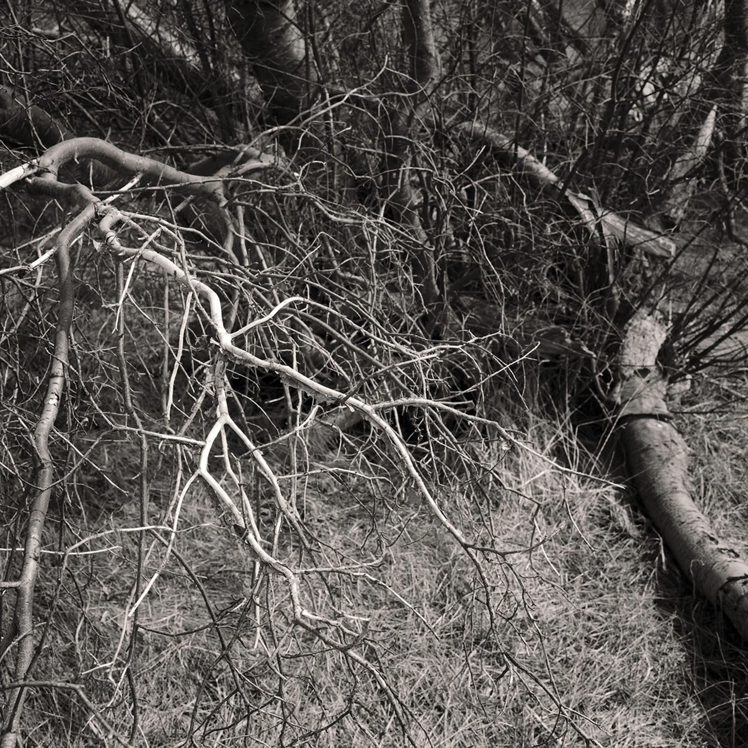 Silver Creek Basin, 20" X 20", archival pigment print on photo-rag, 2011