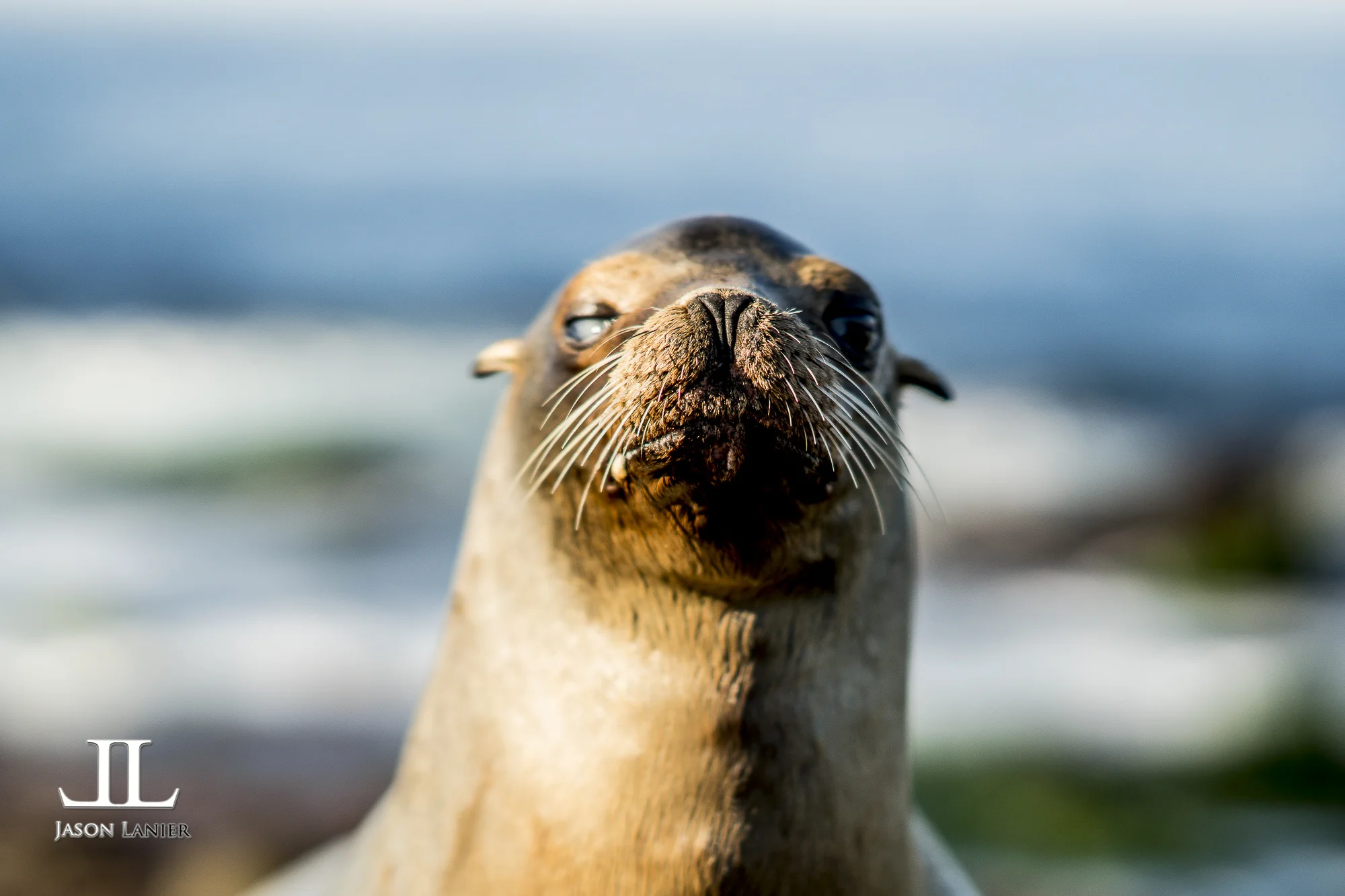 First Shoot with RAW files on the Sony A6500 with wild ocean seals in La Jolla, California
