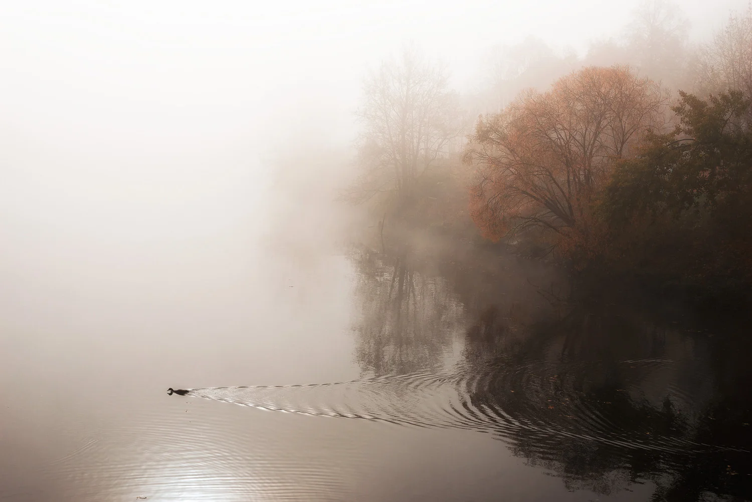 Regnitz, Bug