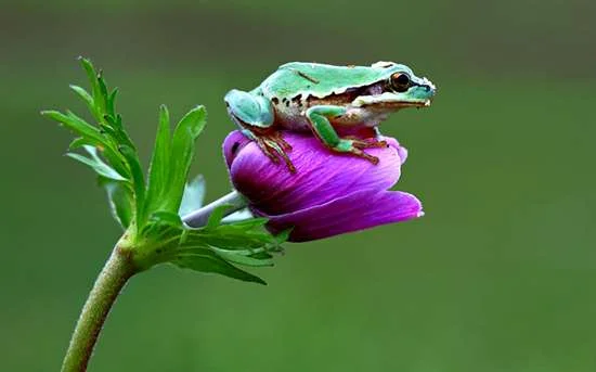 Frogs-HD-Photo76ee98.jpg
