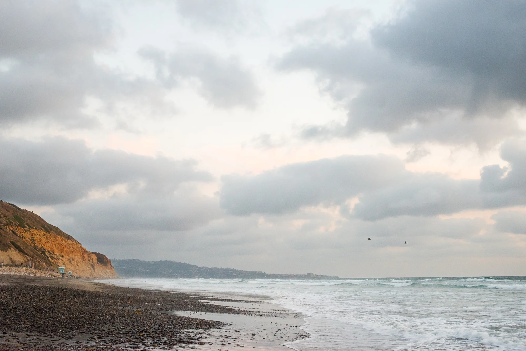 birds torrey pines.jpg