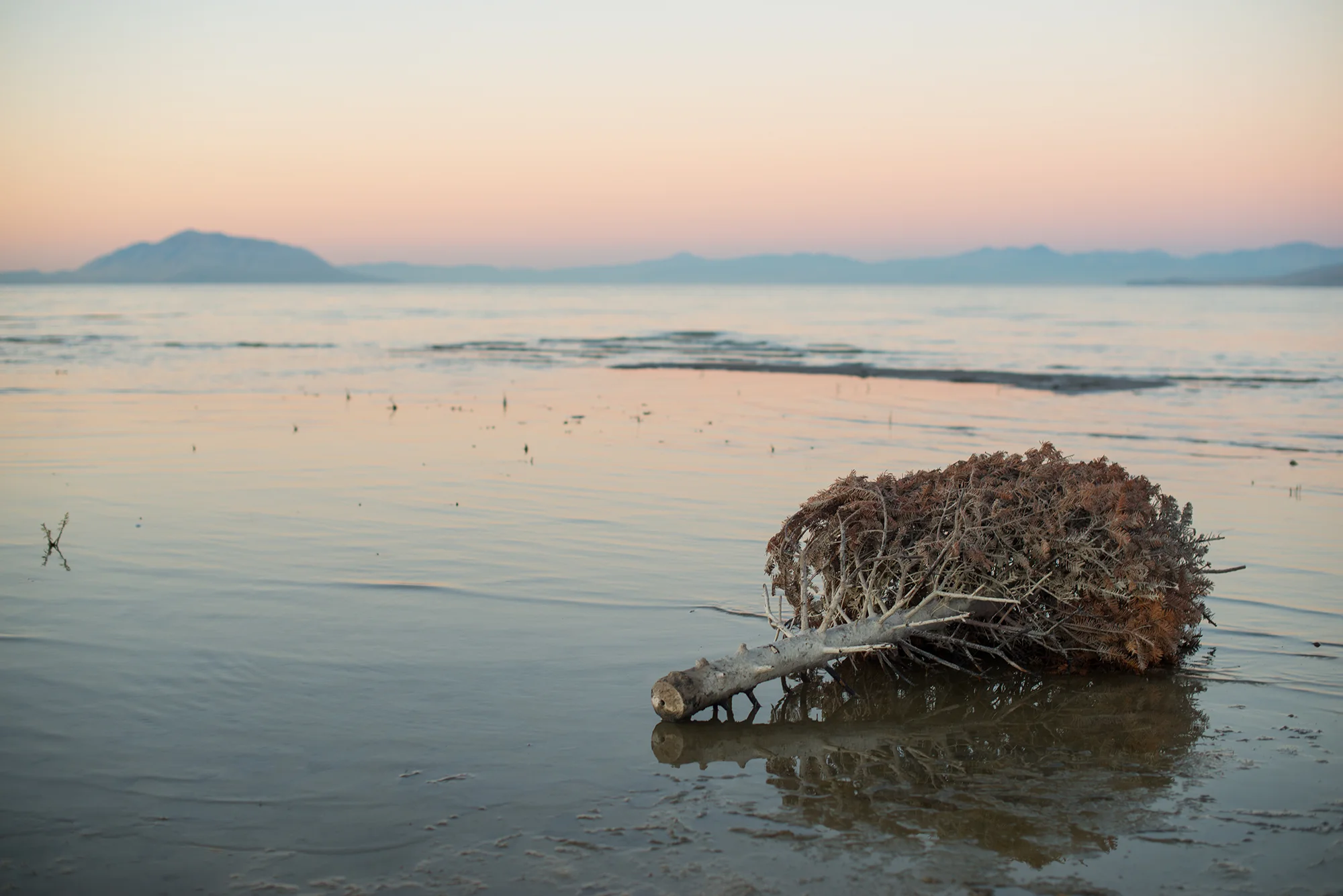 Utah Lake Christmas Tree.jpg