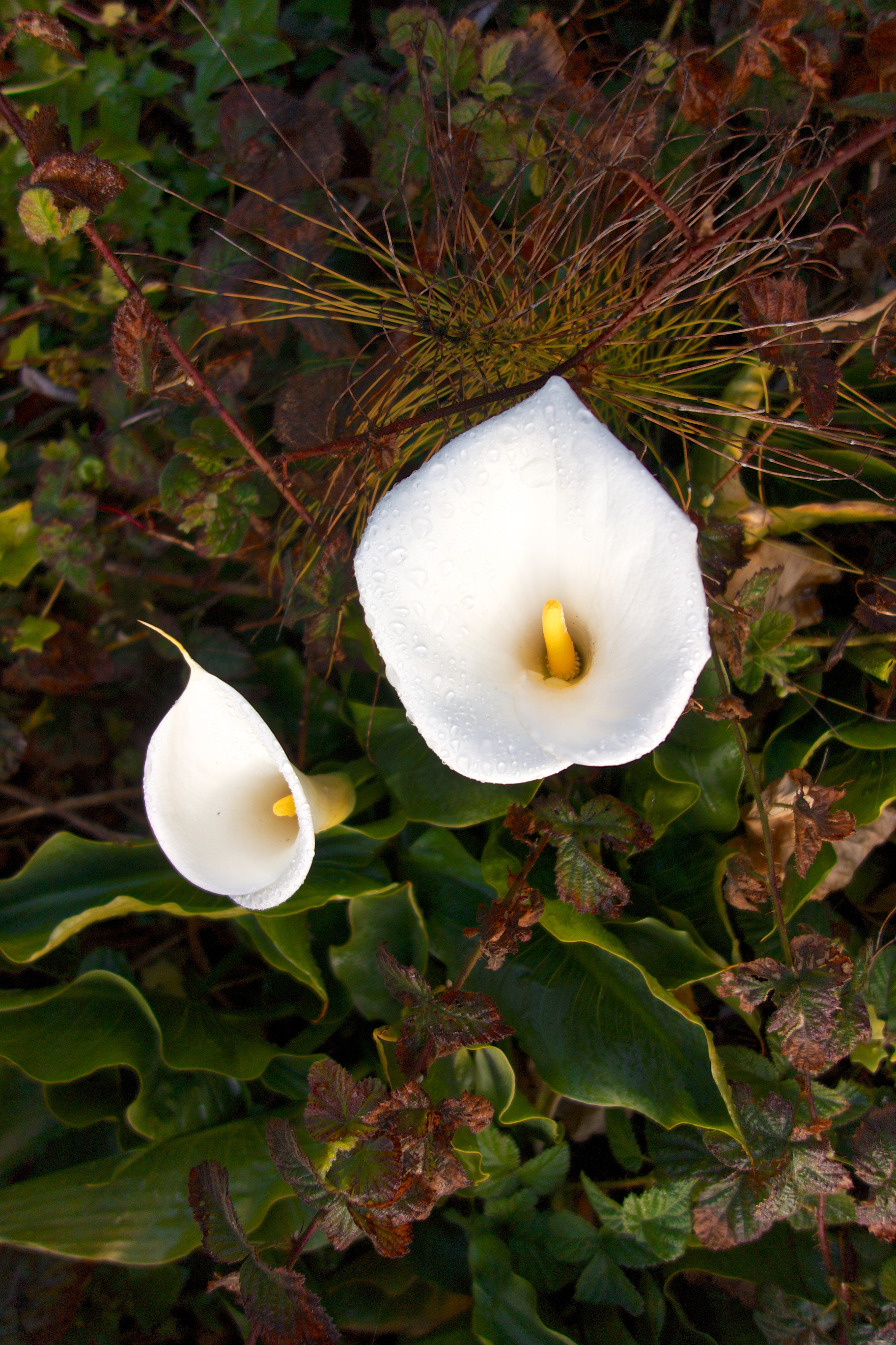 → Calla Lilies lined the path down to the beach.