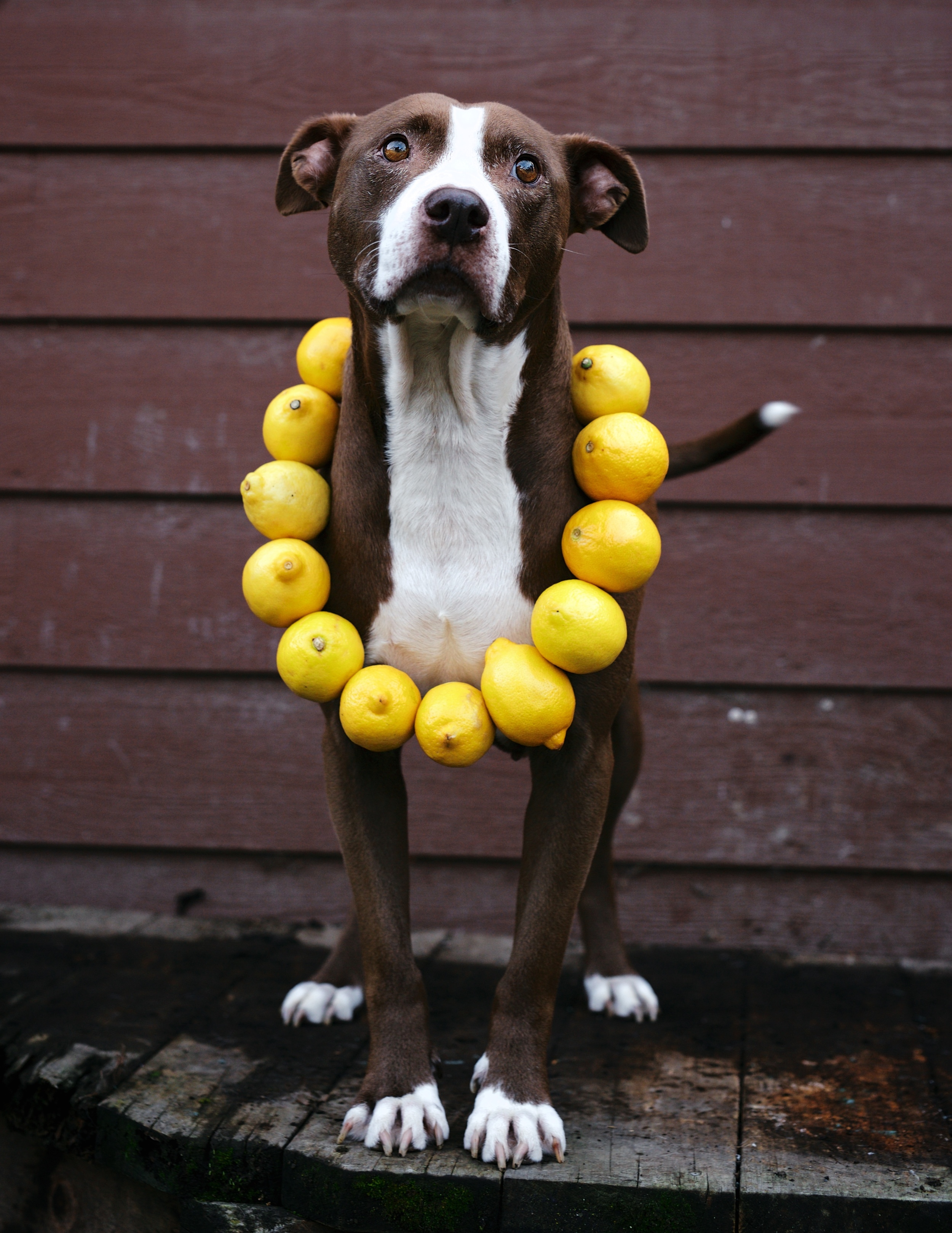 Meet Carmen. This sweet girl was a stray at the Napa shelter, and after pulling her it was discovered that she has terminal cancer. She is a cuddle bug and her foster mom cherishes every moment they have together. Carmen is considered a "Fospice" dog which means that she lives with a forever foster that cares for her for the remainder of her life. Her healthcare is paid for via JARR's Emergency Fund which is 100% reliant on private funds. 