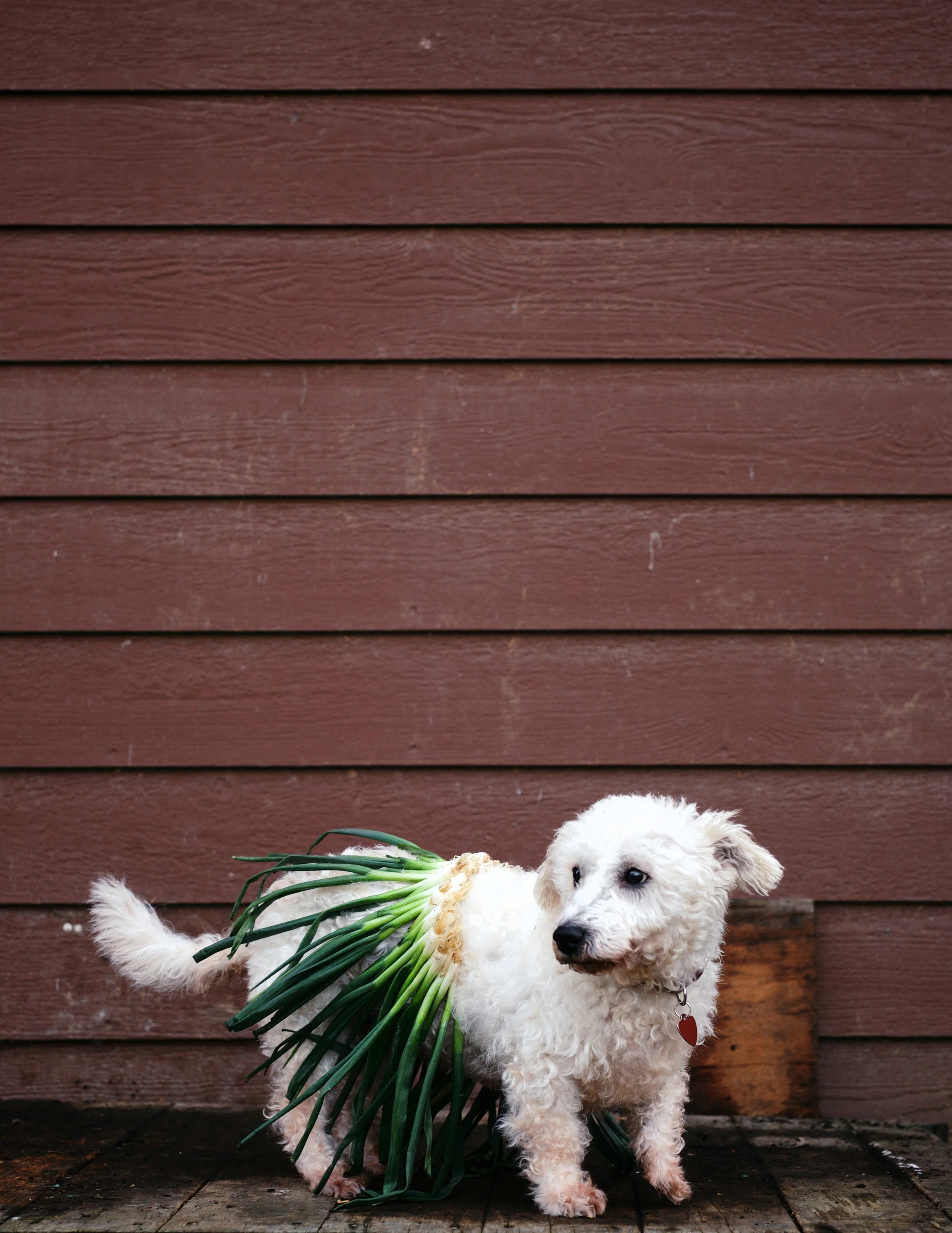Meet Sally. She's between 8 and 10 years old and enjoys nothing more than a warm lap or a fluffy bed! She was adopted from a shelter in the Bay Area and then surrendered in the Valley when her owner moved to a place with no dogs allowed. Sally is very adaptable and gets along well with large and small dogs. We're sure she would be great friends with a cat too. Do you need a special someone? This is your girl!