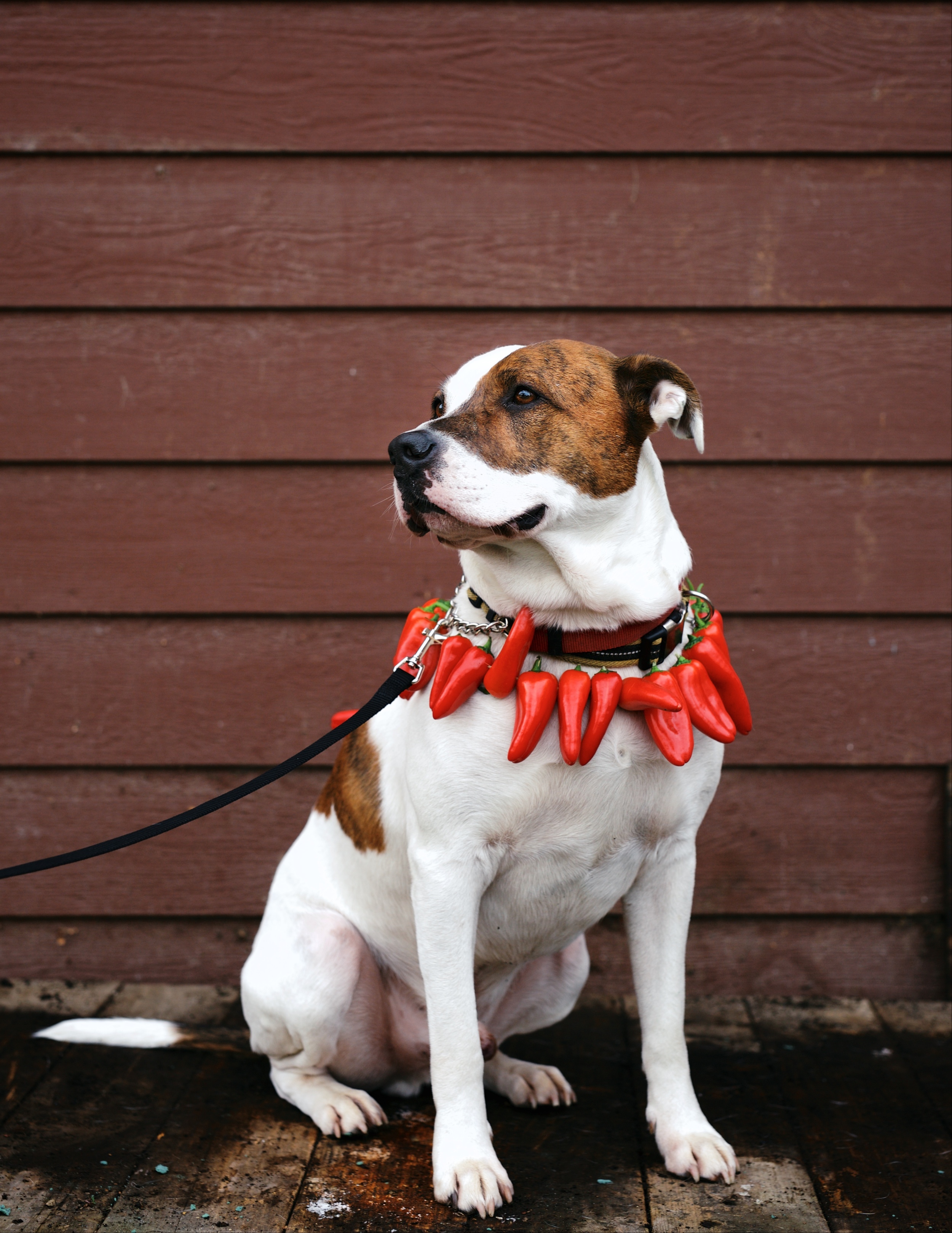 Meet Gunner. In August of 2014, Gunner's world was shaken apart. His family lost their housing in the big Napa earthquake. A week later they dropped him off at the local shelter for emergency boarding. Eight months later, after the family decided they could not find proper housing, we set our minds to find this smart, energetic, loyal, fun-loving, and inquisitive boy a new forever home. He would do best as an only dog. Gunner is a healthy, 65 pound, 5-year-old pittie mix. He is such a lover and is ready to wiggle his way into your heart!