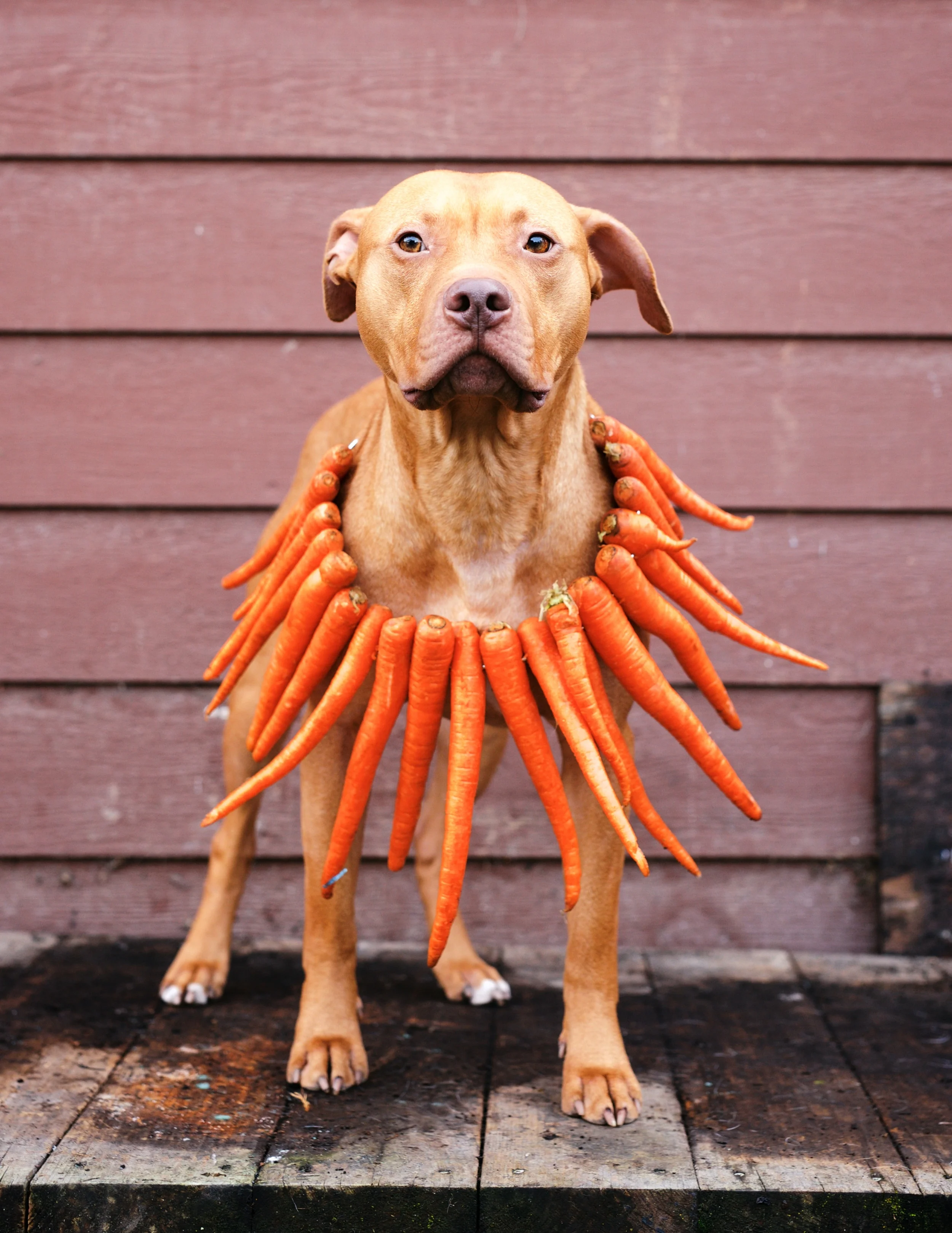 Meet Red Rooster. Are you ready for a good time? This active fella loves to play fetch and go for hikes. Red Rooster is very athletic and knows his basic commands. He enjoys walks and playtime with other canine friends. With proper introductions, he could learn to live with cats too! He is under 2 years old and is about 50 pounds. He can be a little shy at first but warms up quickly and can't wait to get a few kisses in! This sweet guy will make someone very very happy.