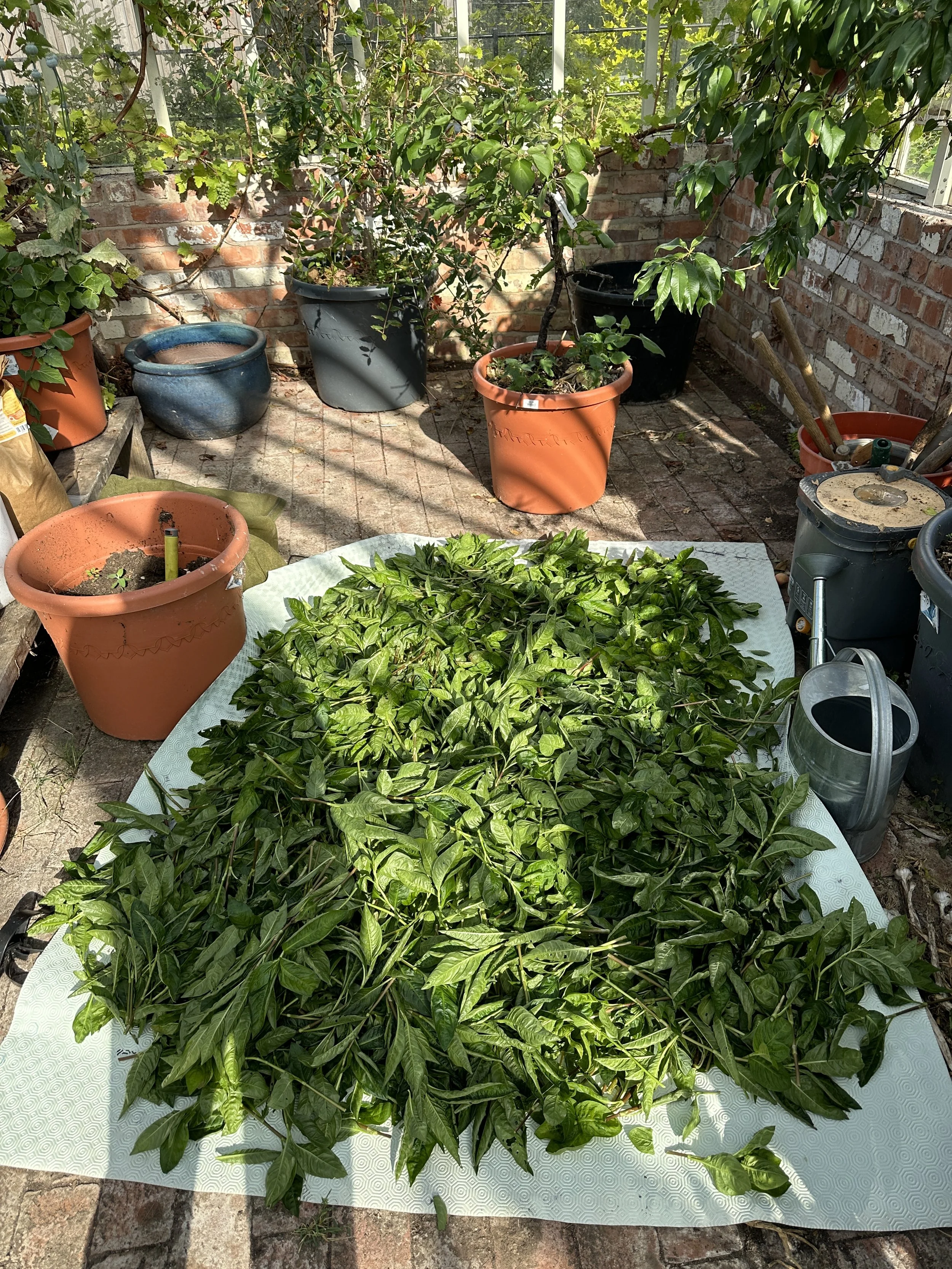 Making Indigo Sukumo with Persicaria Tinctoria Post 1 of 2