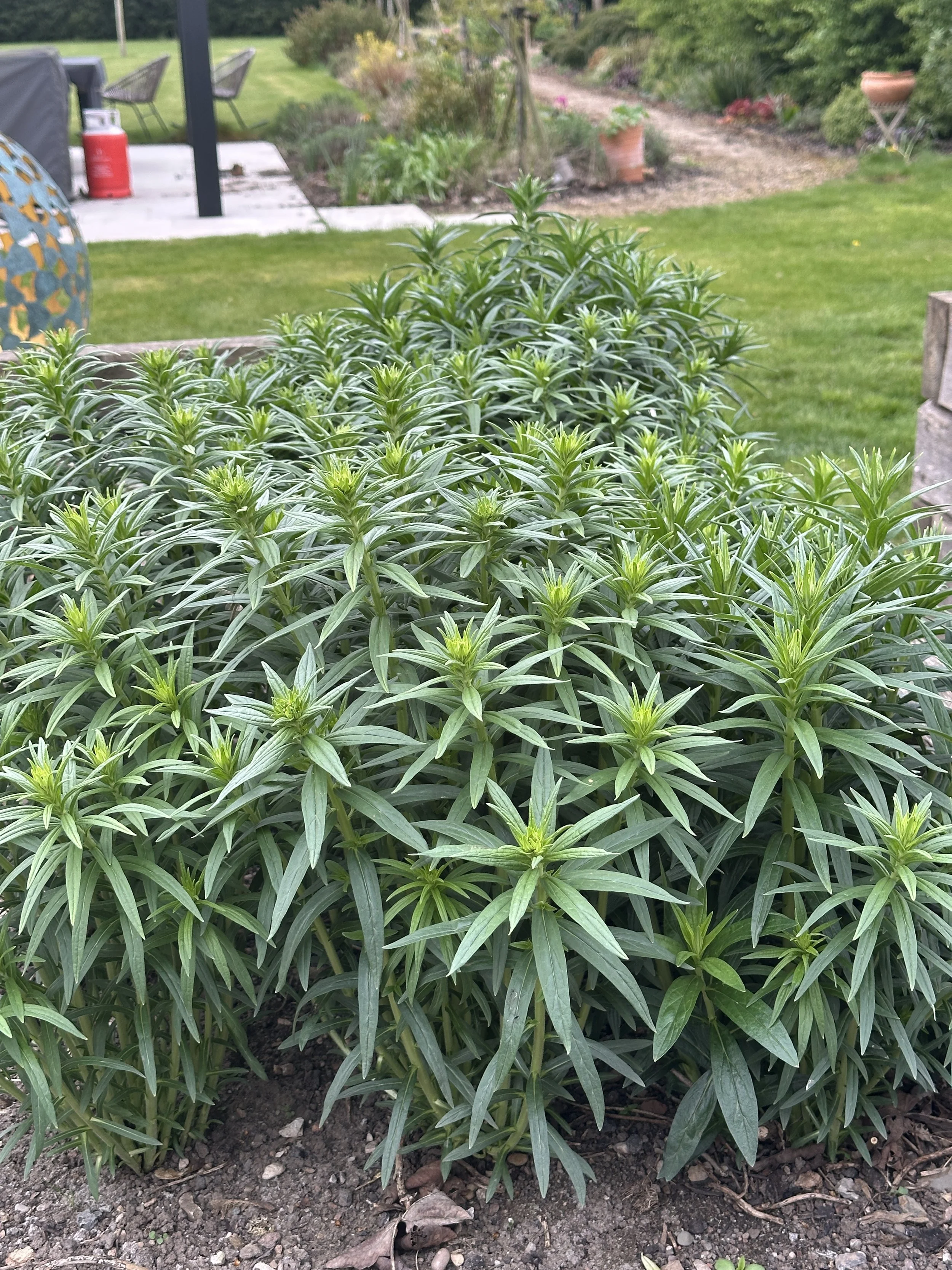 Growing and Dyeing with Murasaki / Gromwell