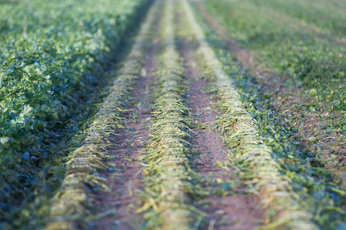 farm images-21.jpg