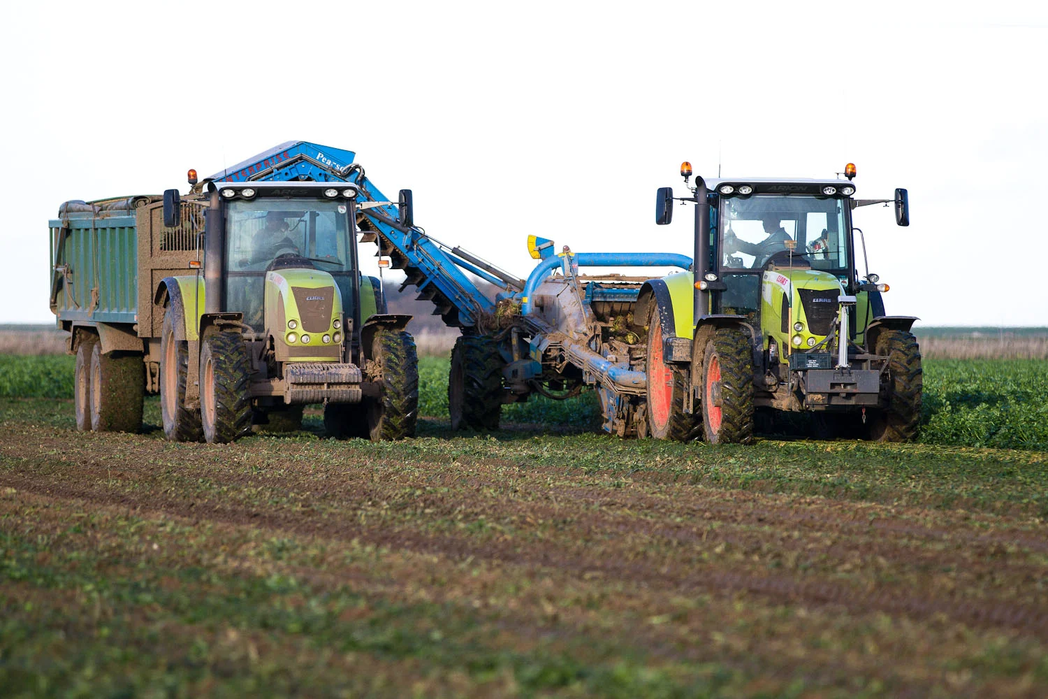 harvest.jpg