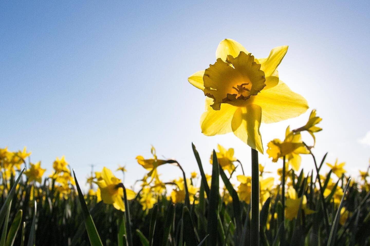 Something bright to take you into the weekend. We hope to begin cropping our daffodils next week...

And in other news Robin Buck invites you to share your celeriac sandwich recipes. Read the latest article on the website (link in bio) for The Great 