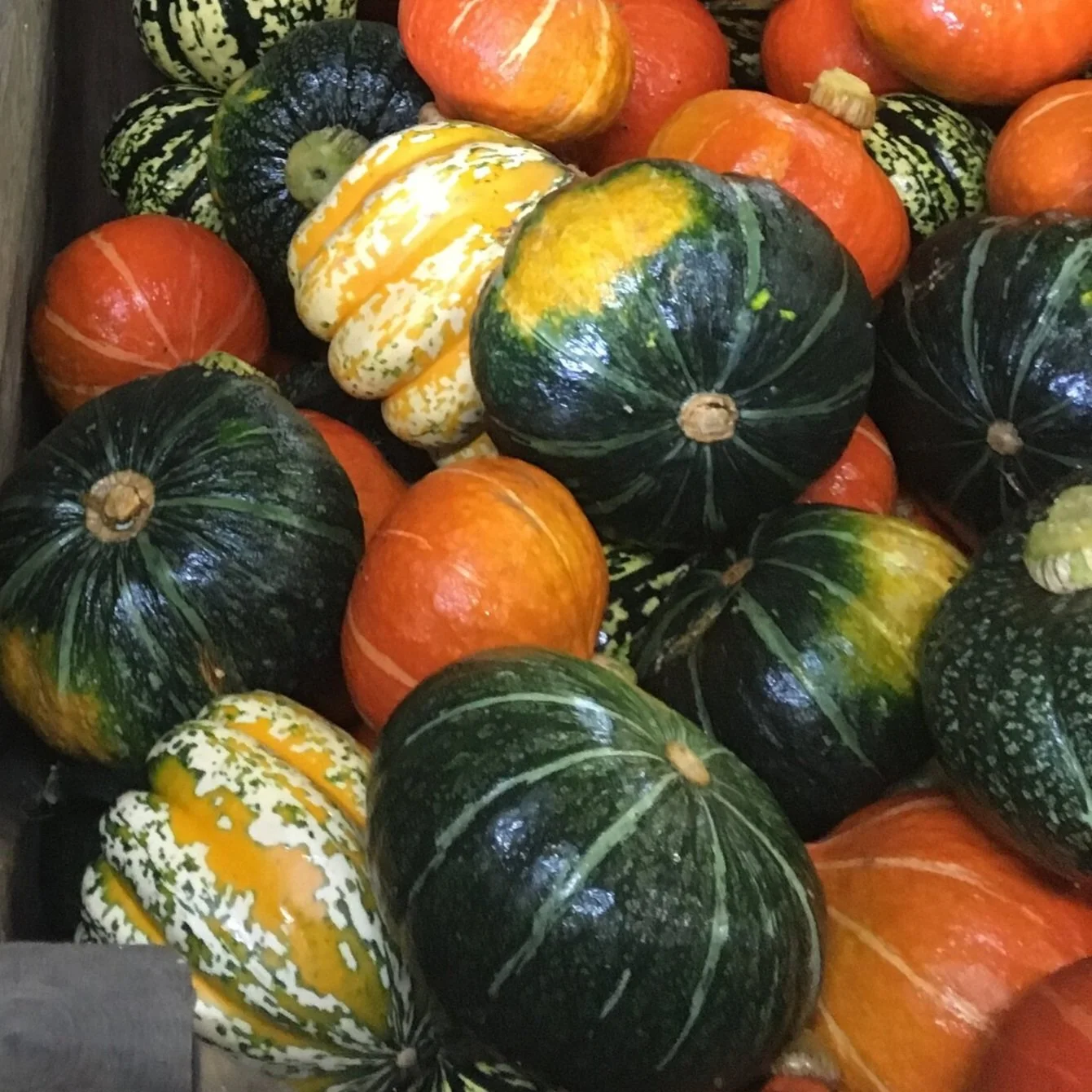 Braised squash and borlotti beans with tomatoes