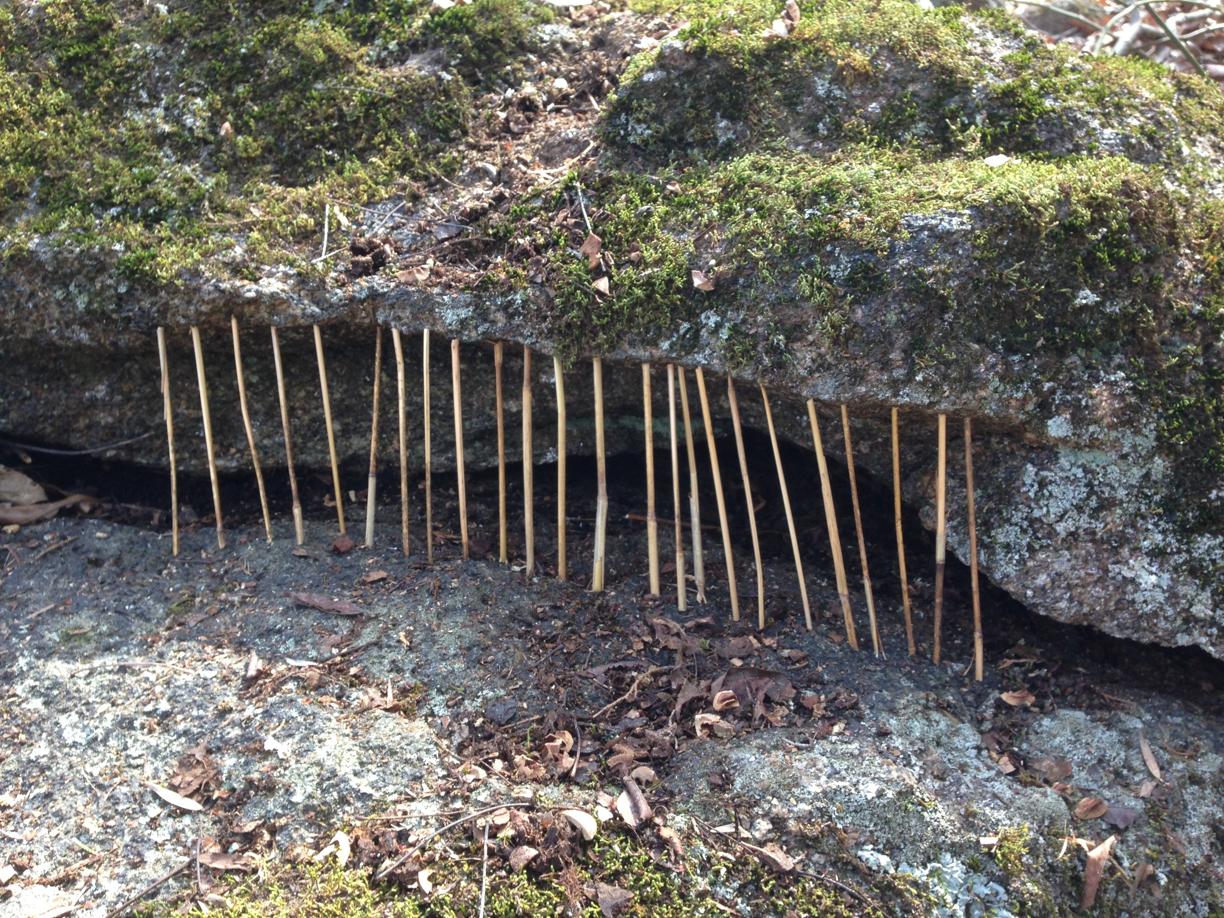 Grass in stone crack. Athens, GA. Spring 2014
