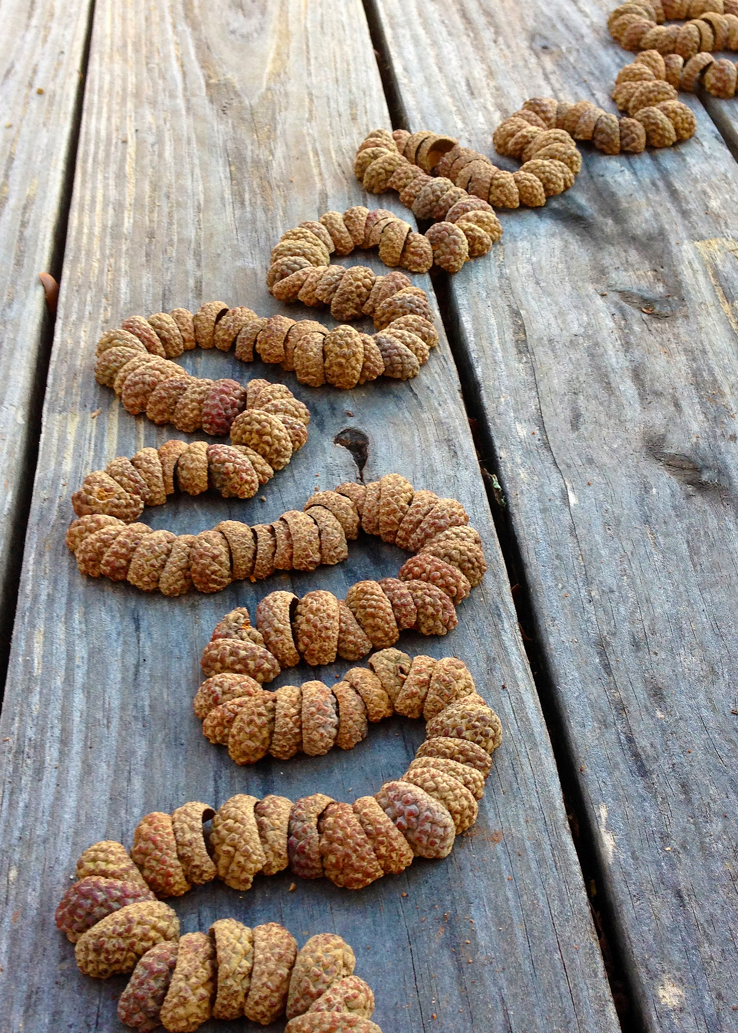 Acorns on table