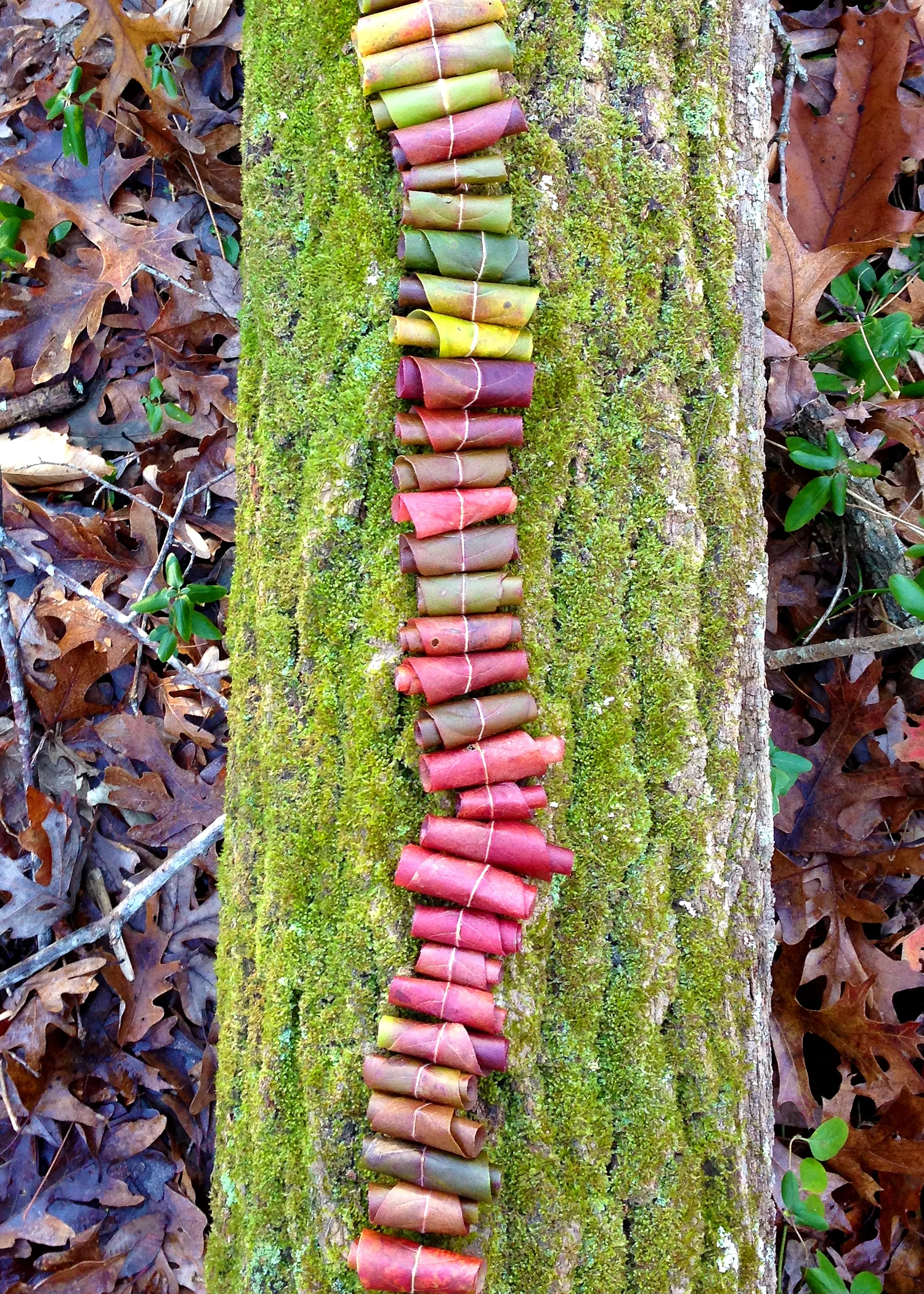 leaves02.jpg