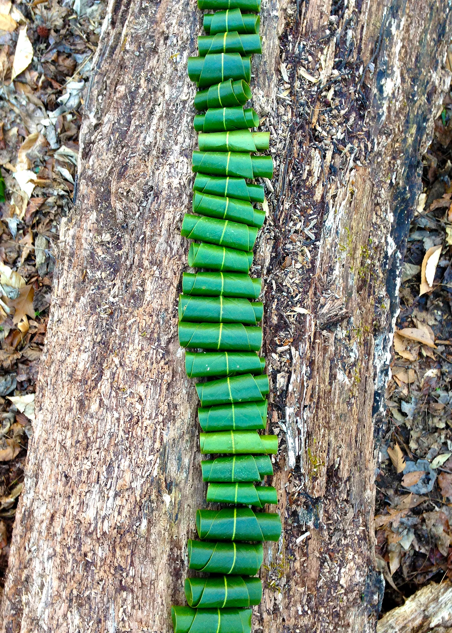 leaves03.jpg