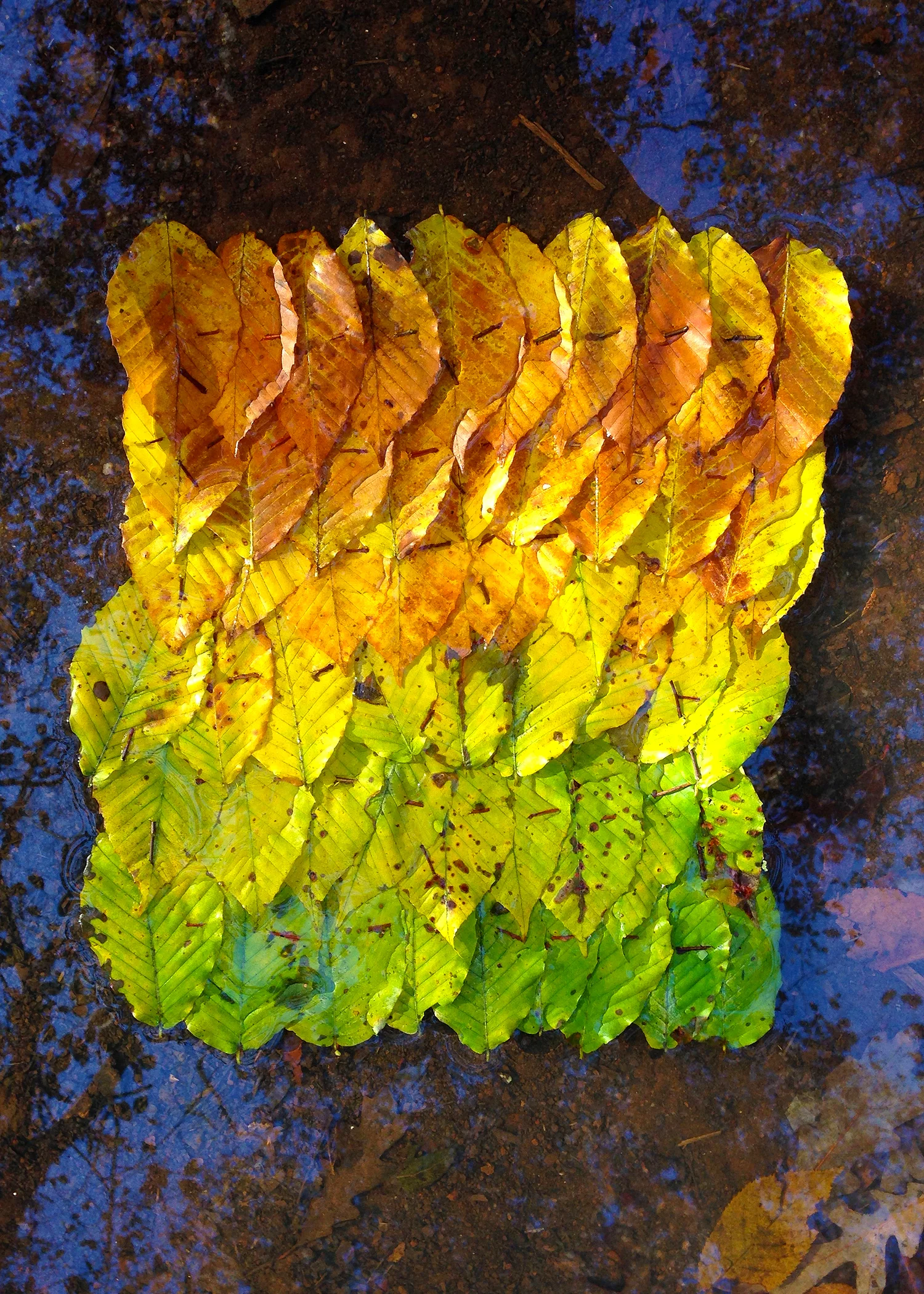 leaves04.jpg