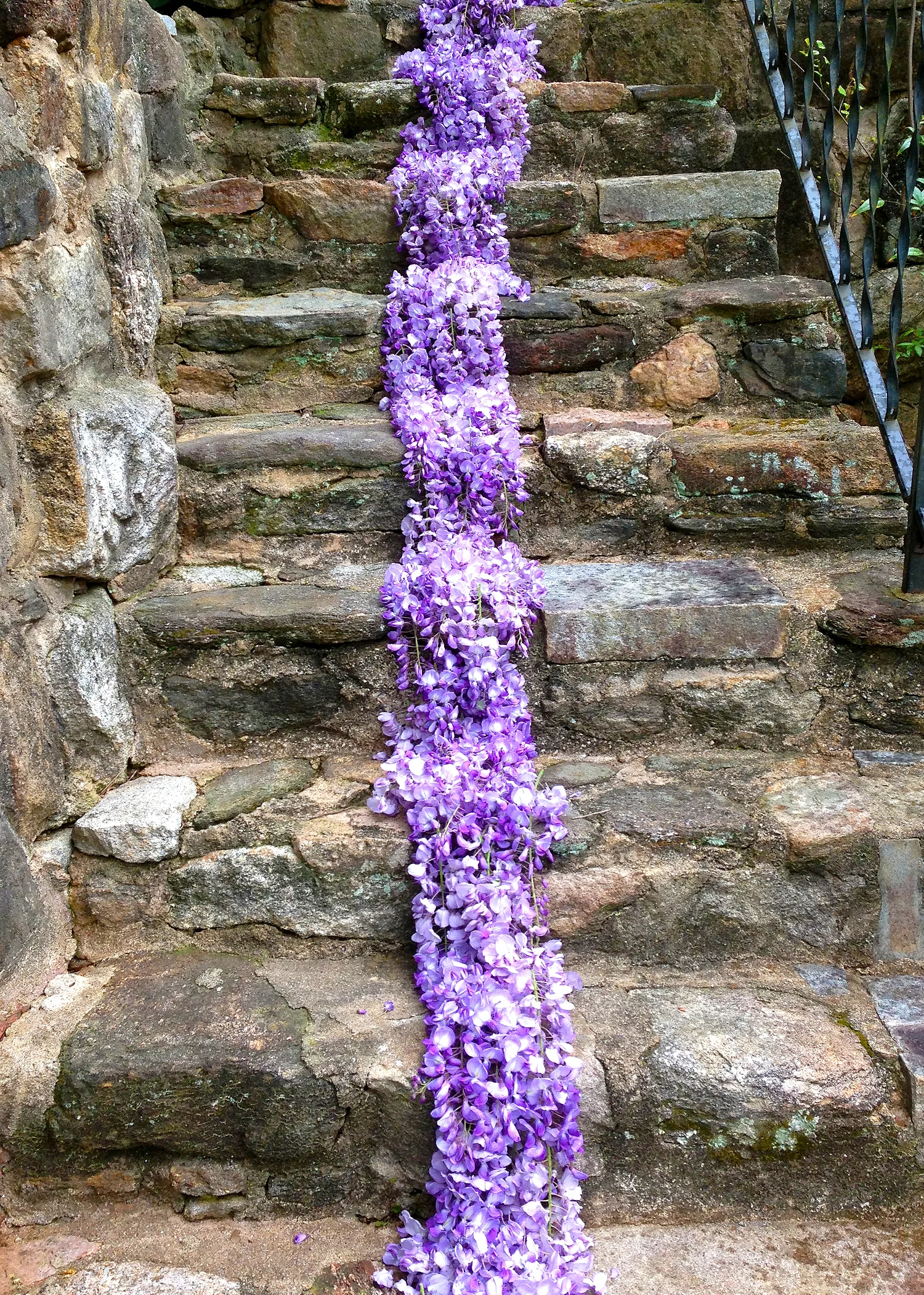 wisteria.jpg