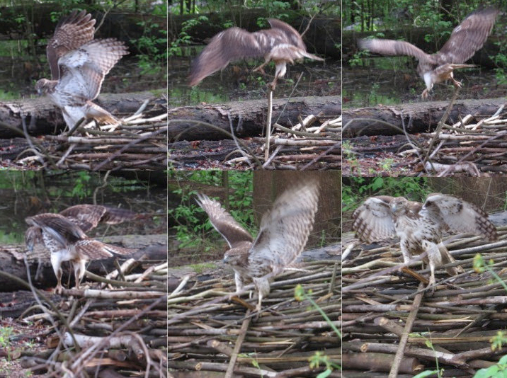 hawk2.jpg