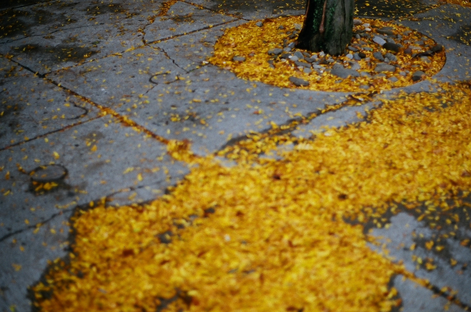  Autumn  Ithaca, NY     Olympus OM-1n  Expired Kodak Gold film       